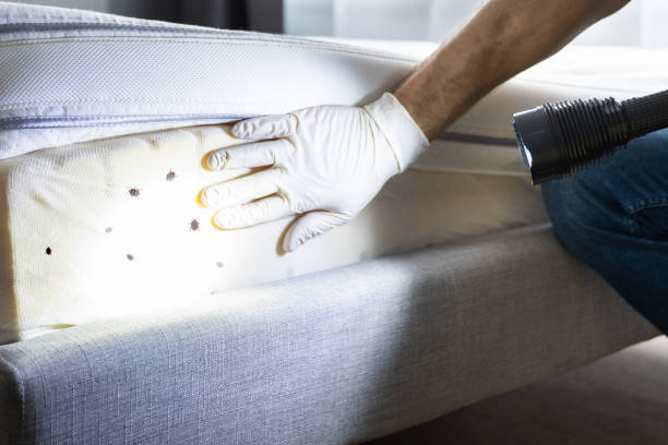 Best Local Pest Control Services  in Mcqueeney, TX