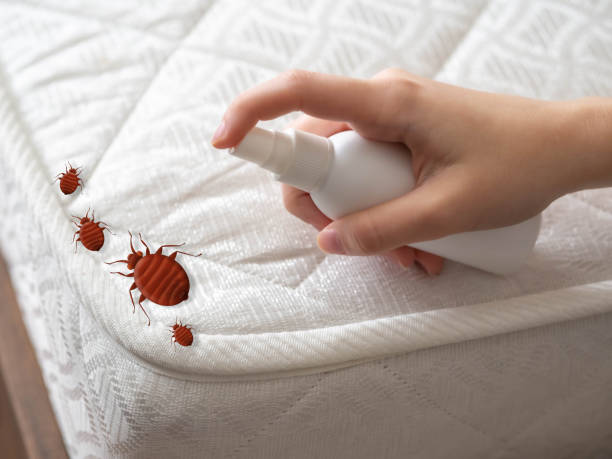 Best Emergency Pest Control  in Mcqueeney, TX