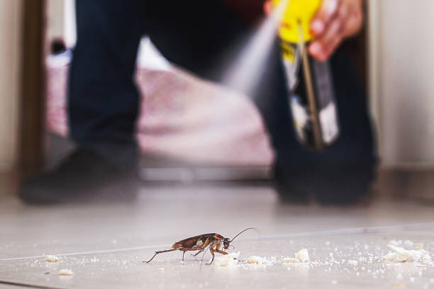 Best Rat Extermination Near Me  in Mcqueeney, TX